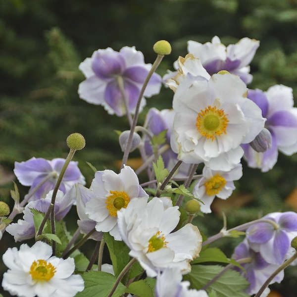 Anemone 'Dreaming Swan' NEW 2022